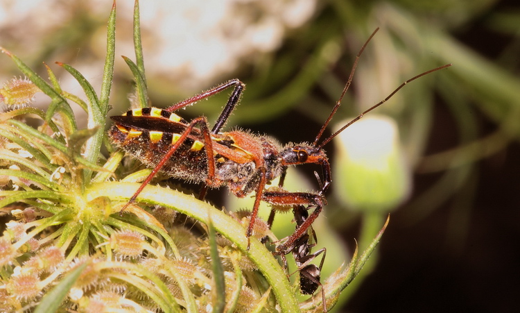 solito dubbio: Sphedanolestes o Rhynocoris??