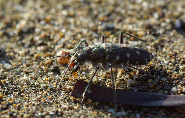 Galleria di insetti predatori e loro prede