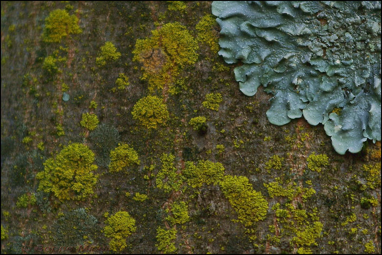 particolari