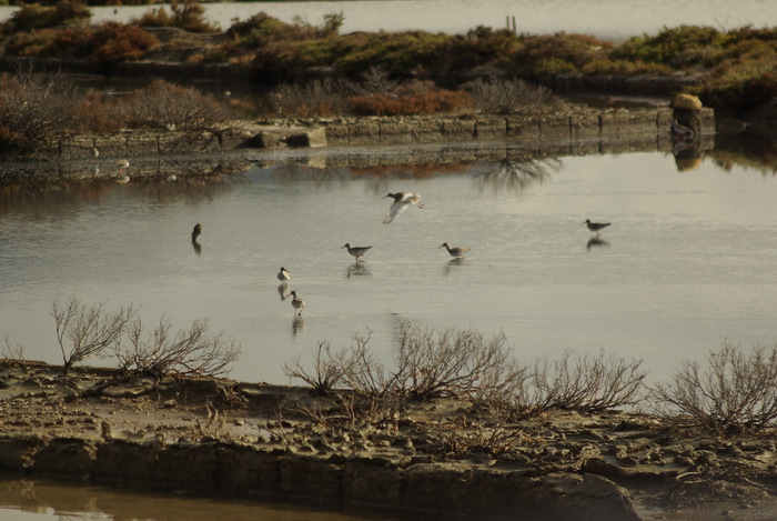 Le Saline di Trapani e Paceco