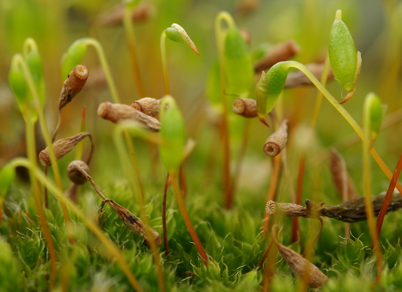 Muschio da determinare