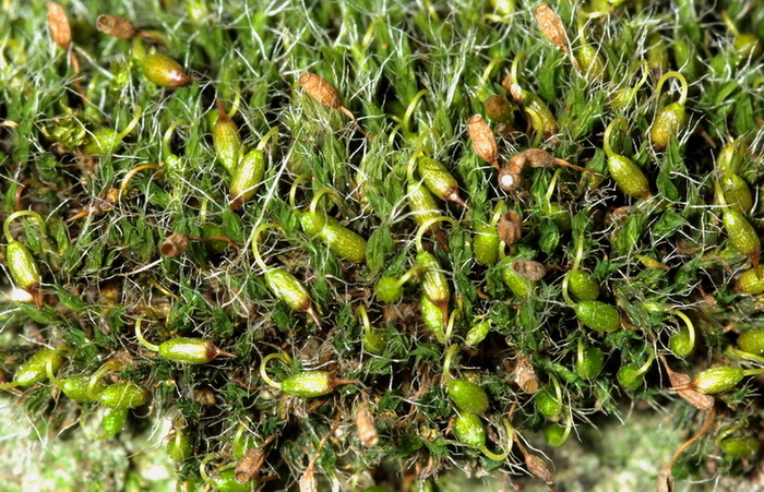 Muschio da determinare