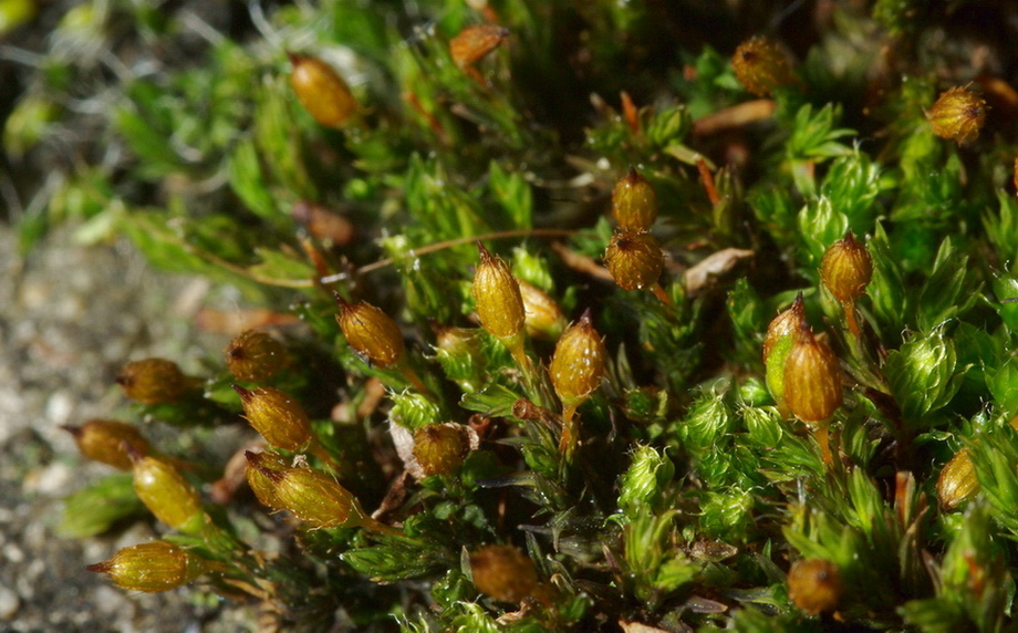 Muschio da determinare