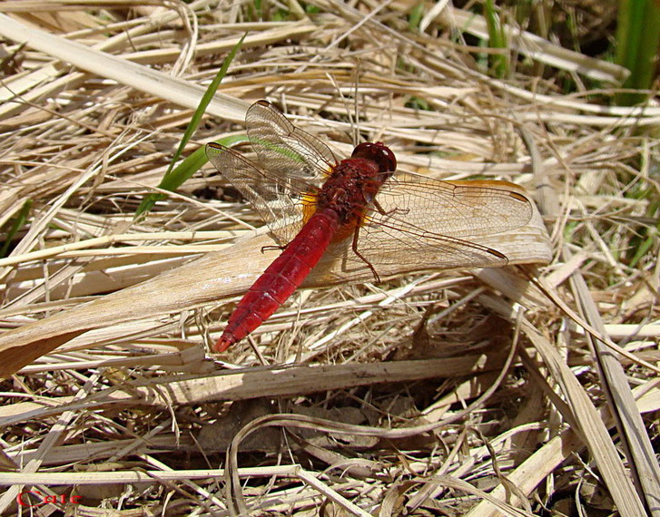 Crocothemis erythraea