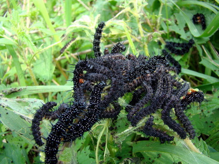 Bruchi di Aglais  io