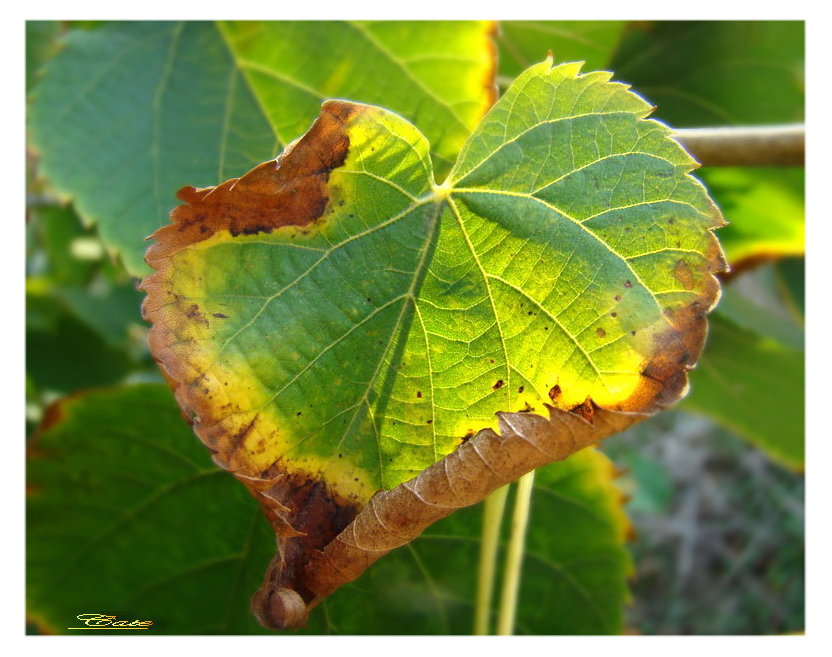 I colori dell''autunno...