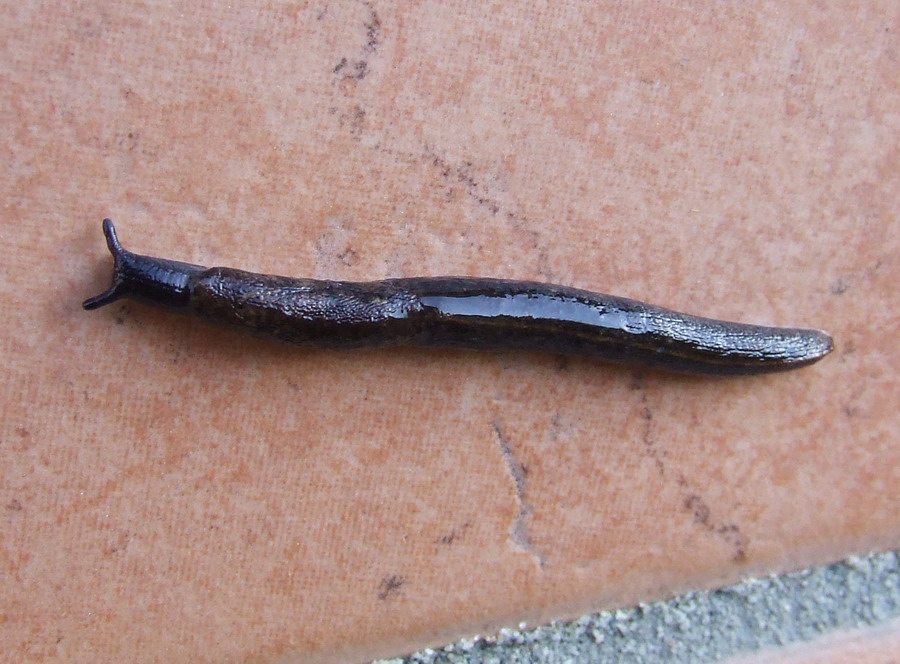 è un Limax?