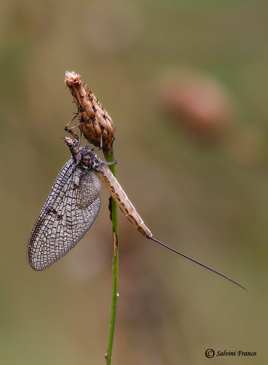 Ephemera danica