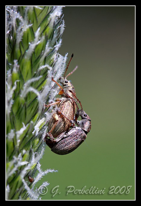 Curculionidi da identificare