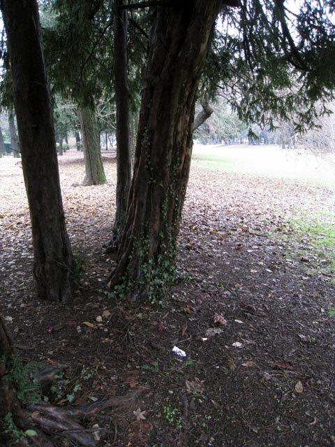 Sempre nel parco (cfr. Psathyrella spadicea)