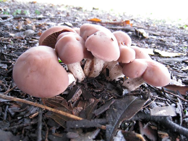 Sempre nel parco (cfr. Psathyrella spadicea)