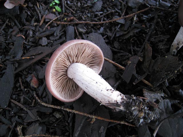 Sempre nel parco (cfr. Psathyrella spadicea)