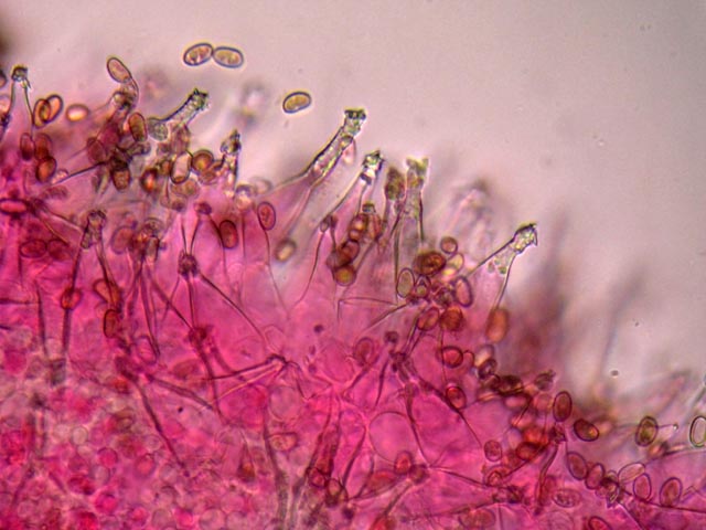 Sempre nel parco (cfr. Psathyrella spadicea)