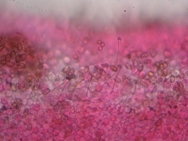 Sempre nel parco (cfr. Psathyrella spadicea)