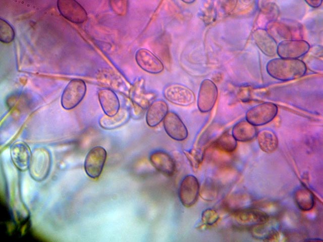 Sempre nel parco (cfr. Psathyrella spadicea)