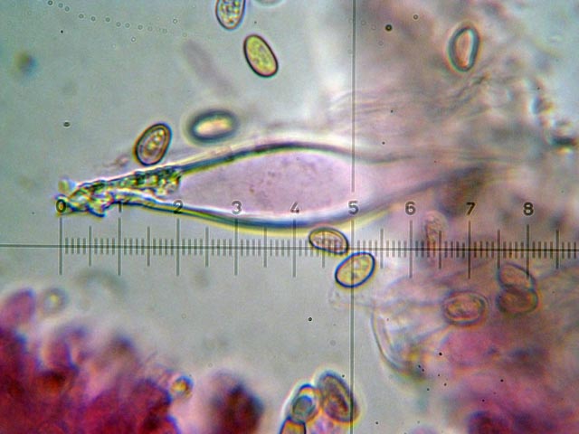 Sempre nel parco (cfr. Psathyrella spadicea)