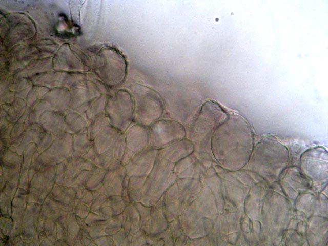 Sempre nel parco (cfr. Psathyrella spadicea)