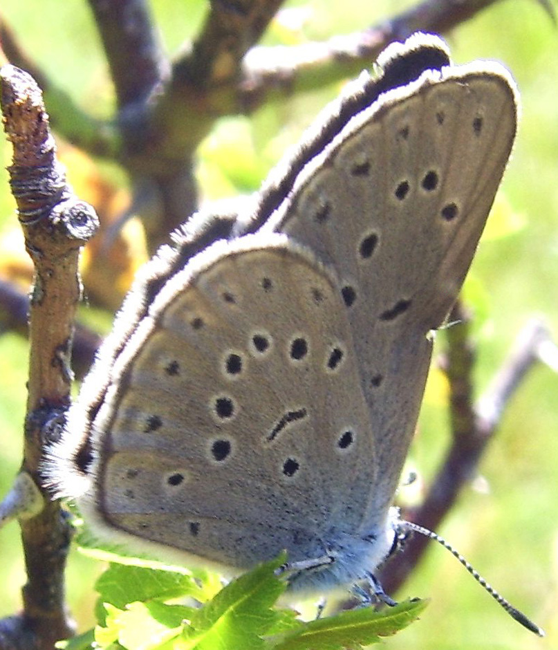 Maculinea spp.