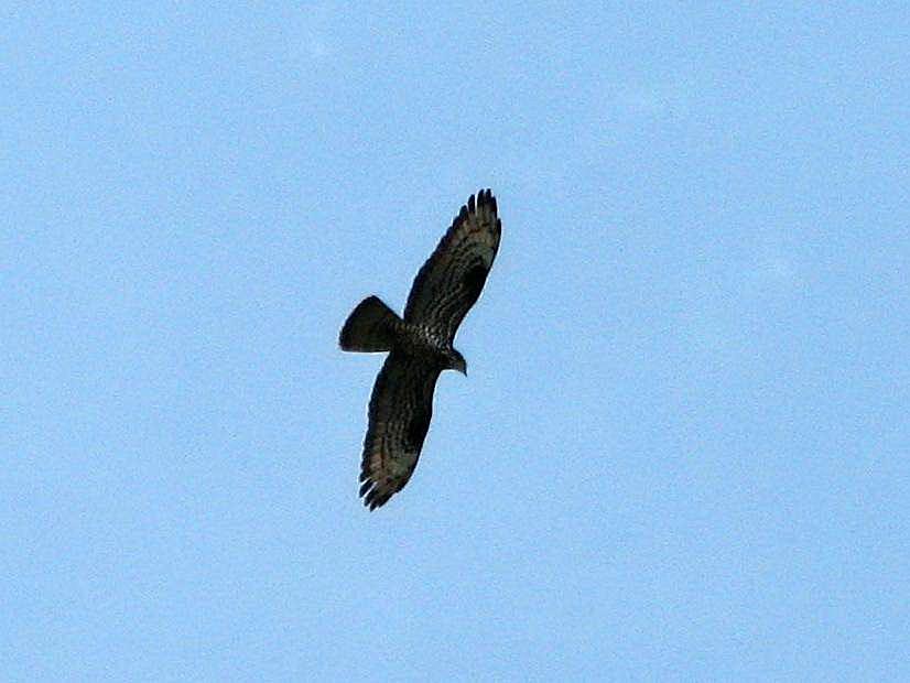 Falco pecchiaiolo ?
