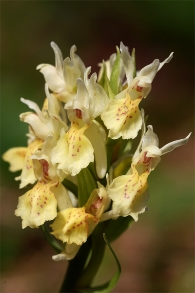 Dactylorhiza sambucina