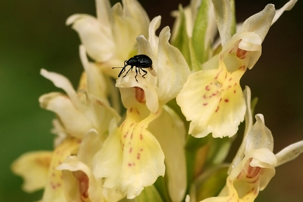 Dactylorhiza sambucina