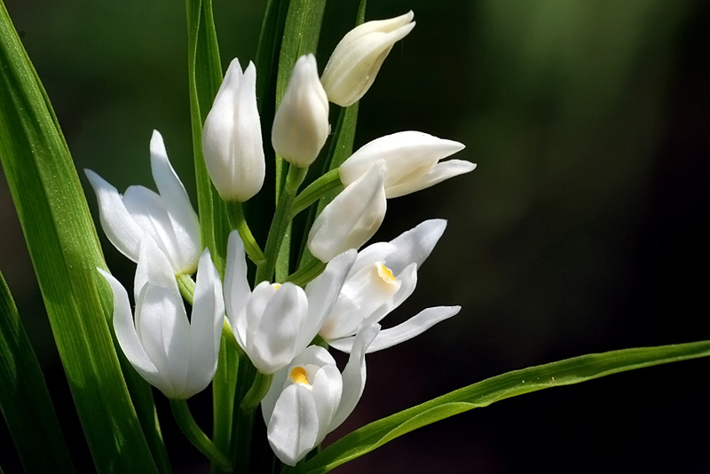 Cephalanthera longifolia / Cefalantera maggiore