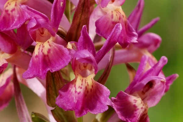 Dactylorhiza sambucina