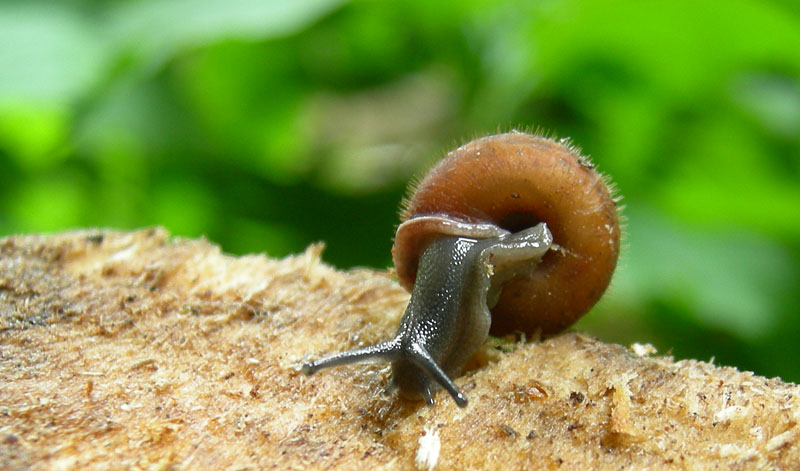 Helicodonta.......da Ala (TN)