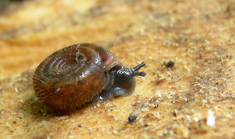 Helicodonta.......da Ala (TN)