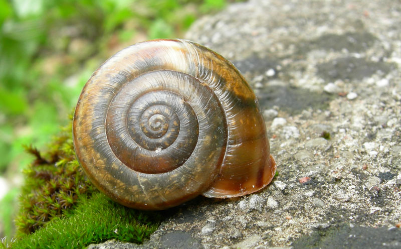 Chilostoma........Ala (TN)