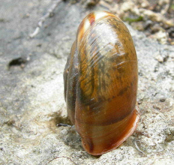 Chilostoma........Ala (TN)