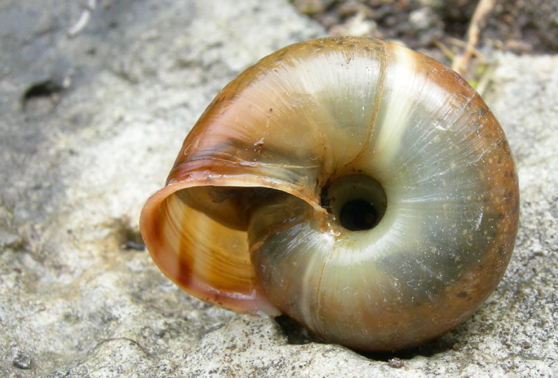 Chilostoma........Ala (TN)