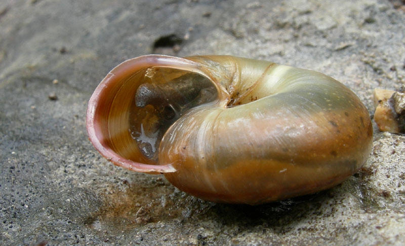 Chilostoma........Ala (TN)