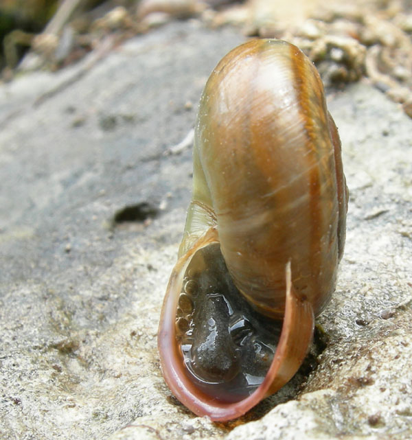 Chilostoma........Ala (TN)