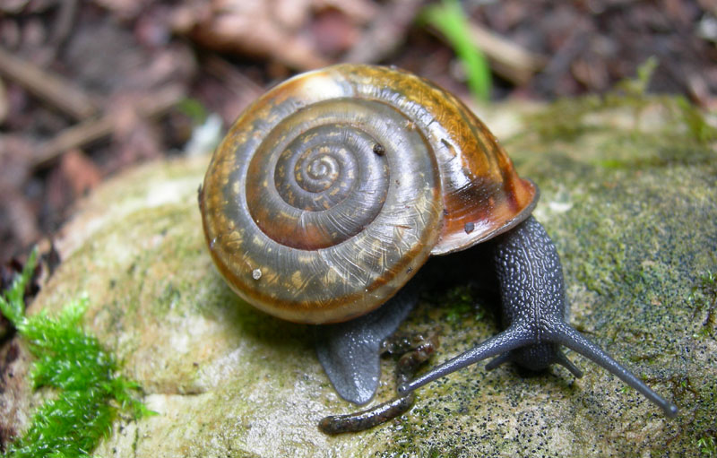 Chilostoma........Ala (TN)