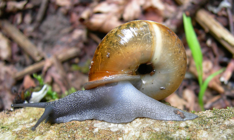 Chilostoma........Ala (TN)