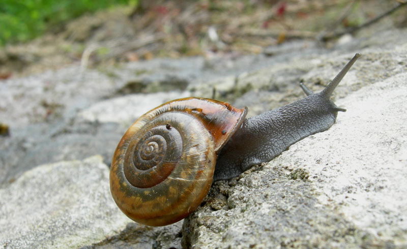 Chilostoma........Ala (TN)