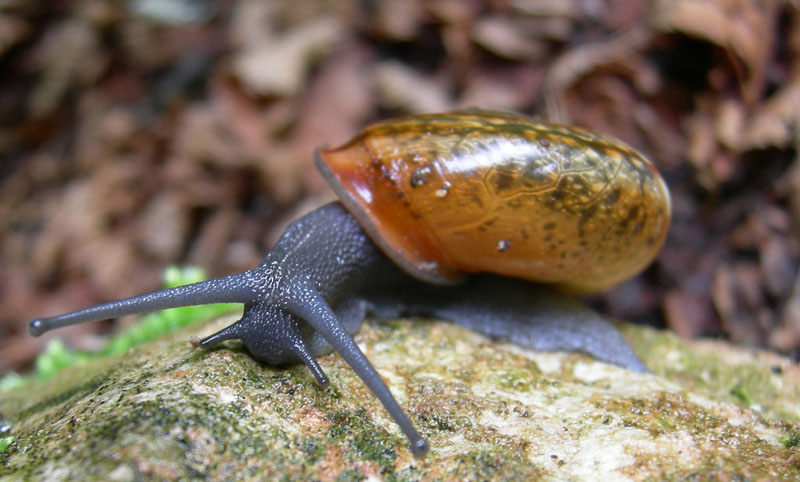Chilostoma........Ala (TN)