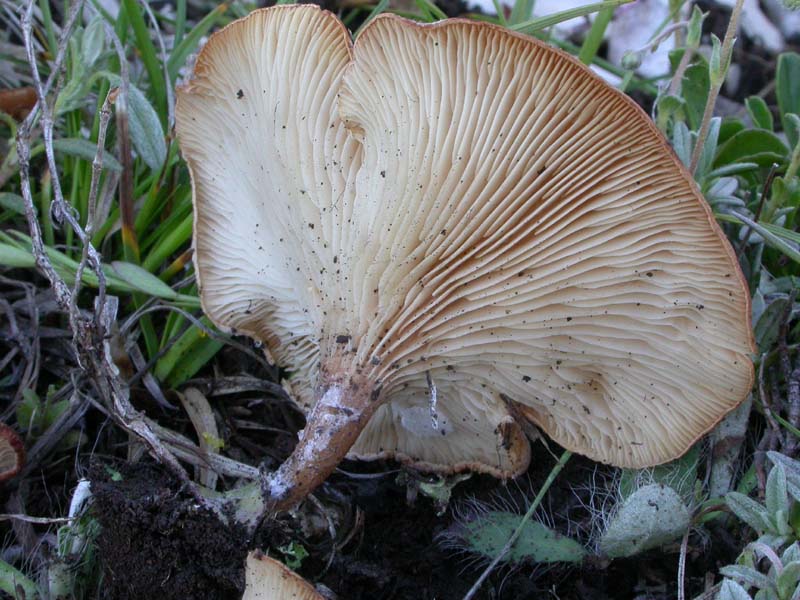 Una Clitocybe 