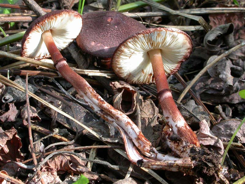 Lepiotoide interessante cfr. Leucoagaricus croceovelutinus
