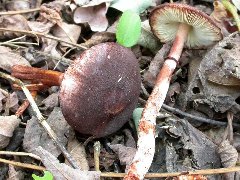 Lepiotoide interessante cfr. Leucoagaricus croceovelutinus