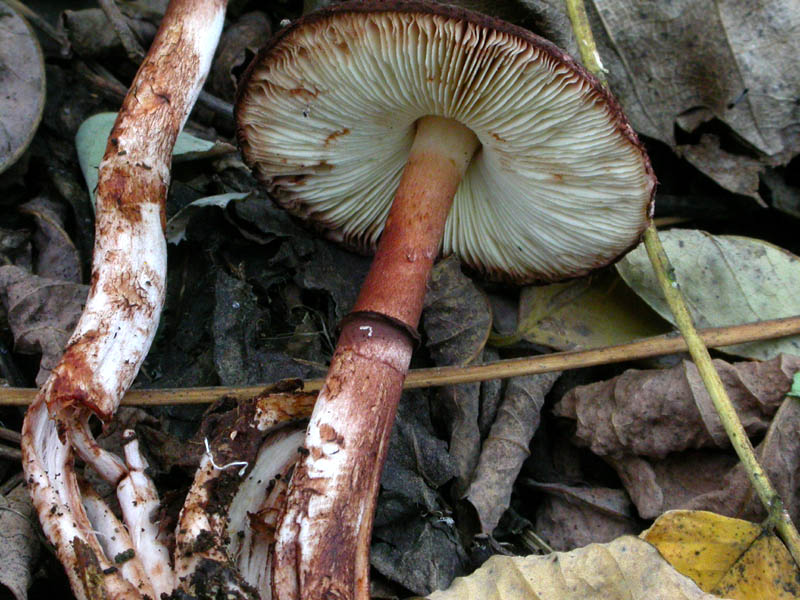 Lepiotoide interessante cfr. Leucoagaricus croceovelutinus