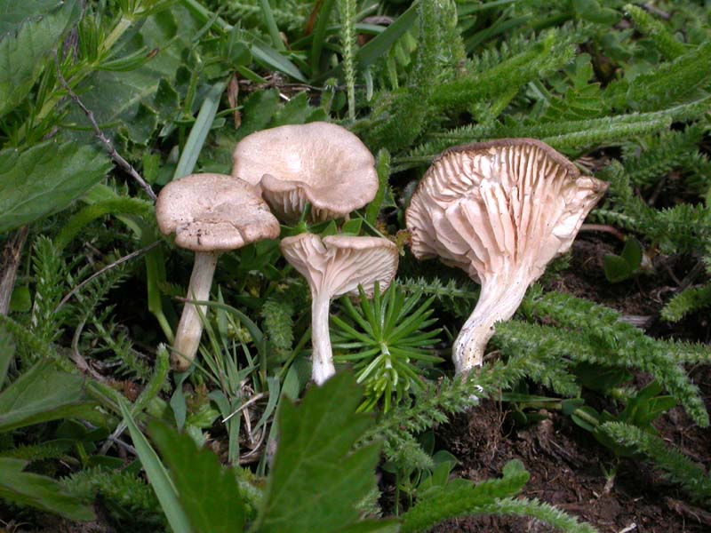 Entoloma neglectum