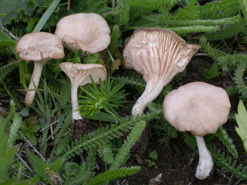 Entoloma neglectum