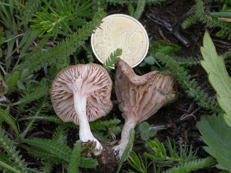 Entoloma neglectum