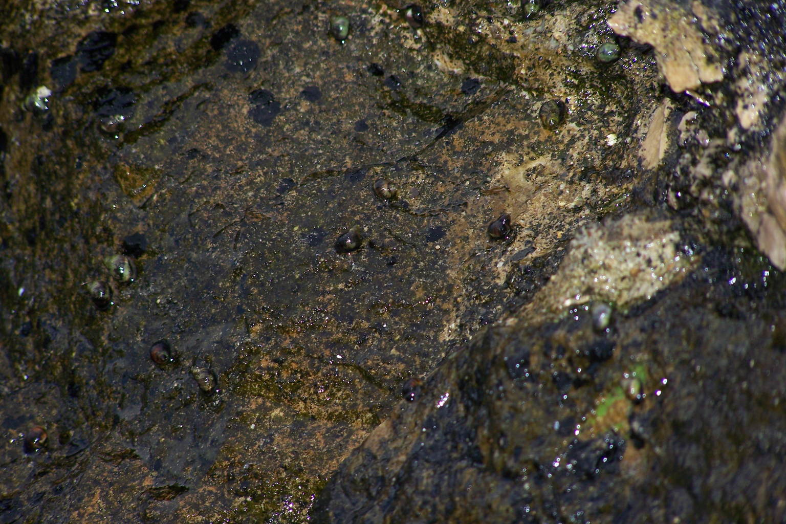 Nodilittorina punctata nel Lazio