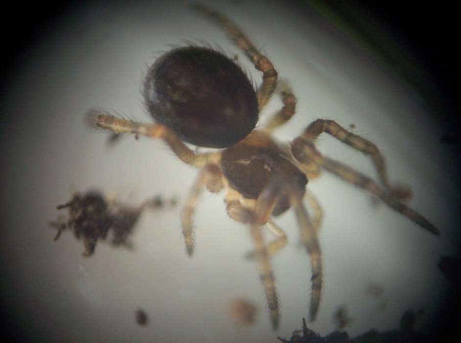 Linyphiidae