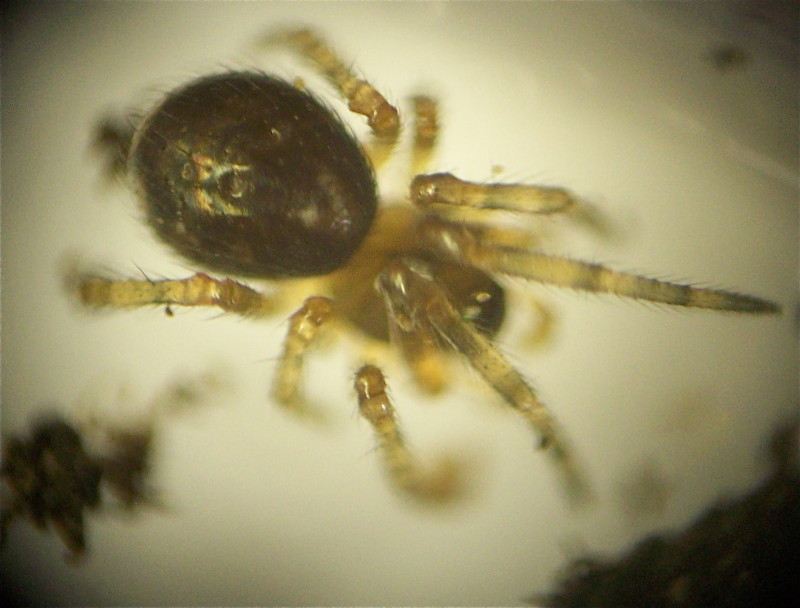 Linyphiidae