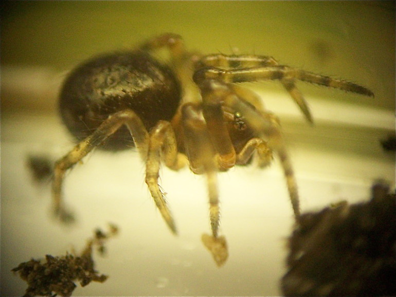 Linyphiidae