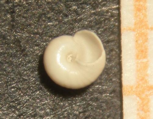 Akritogyra?